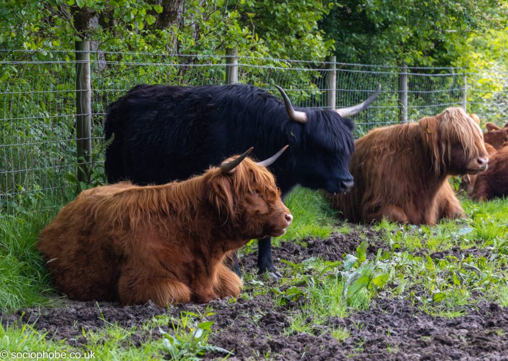 Kilchurn Castle - Highland Cattle